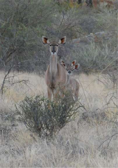 Kudu Familie