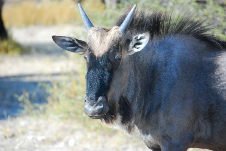 Gnu