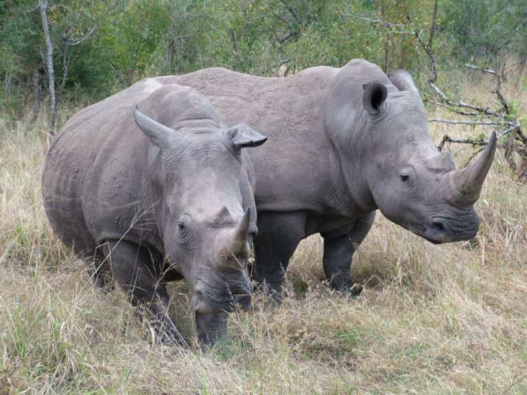 Tierbeobachtung in Swaziland