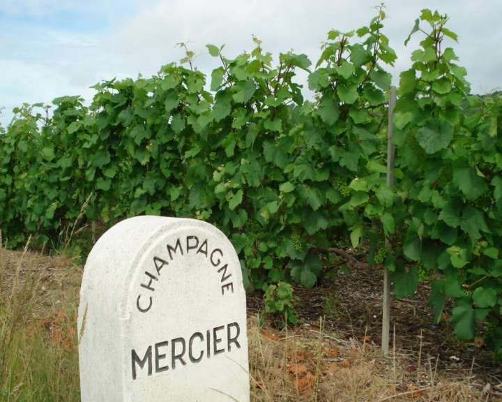 Champagnerfeld
