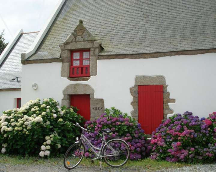 Hortensien in der Bretagne