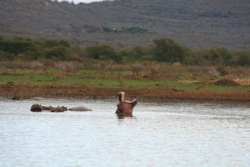 Hippo - Pongolosee