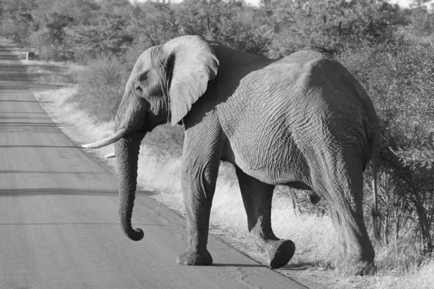 Elephant im Krüger Parc