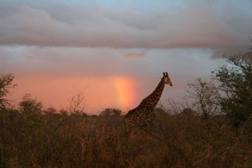 Giraffe im Pongolo Parc