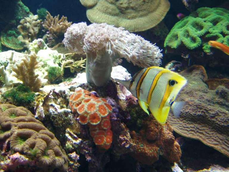 Great Barrier Reef: Unterwasserwelt