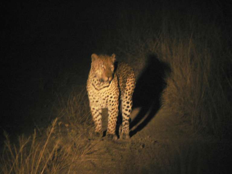 Leopard