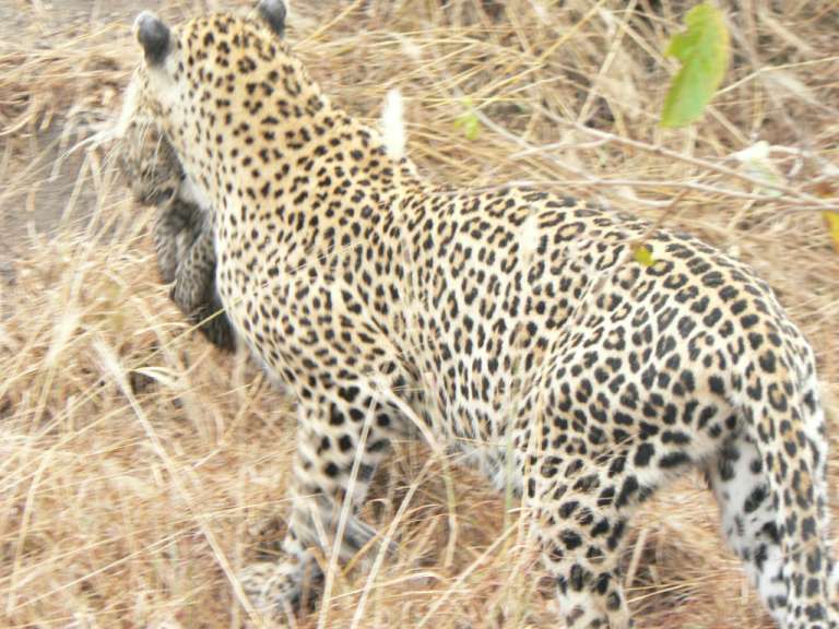 Leopardin mit Jungem