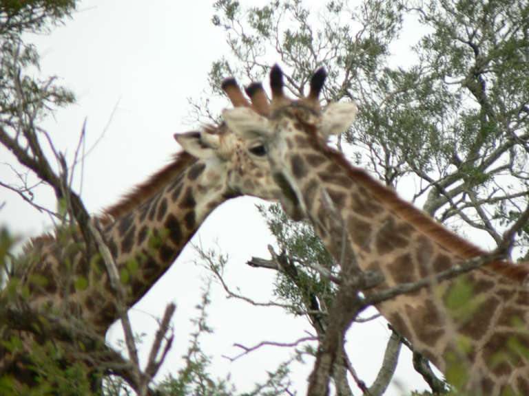 Schmusende Giraffen