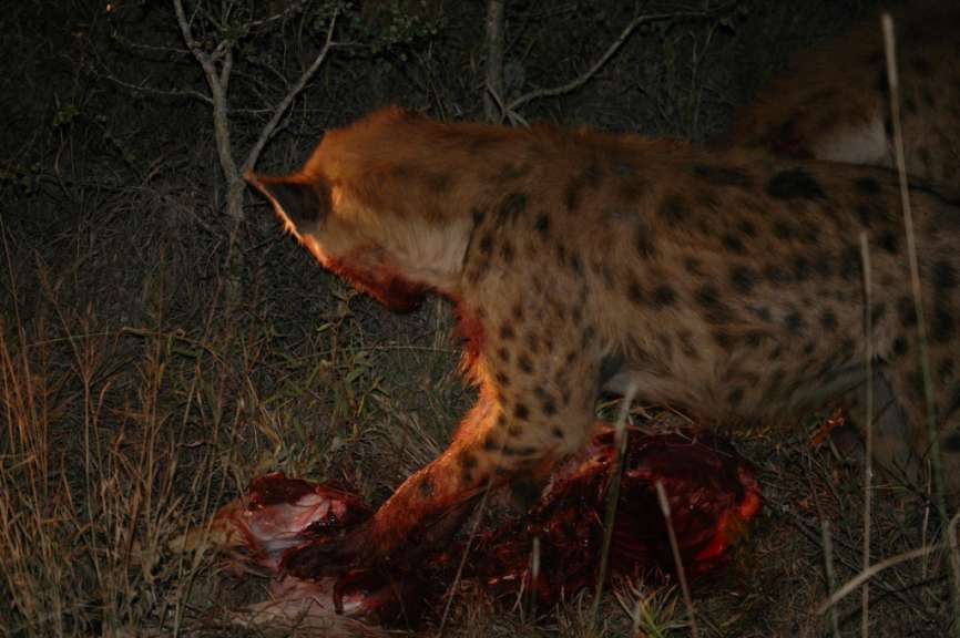 Nächtlicher Game Drive: Hyänen fressen eine Impalaantilope