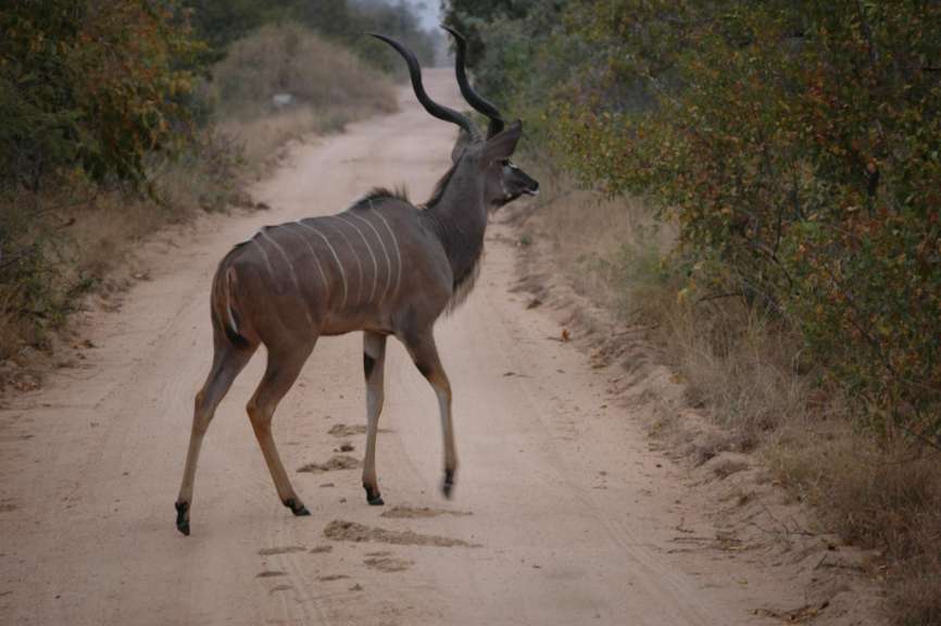 Kudu im Krüger Park