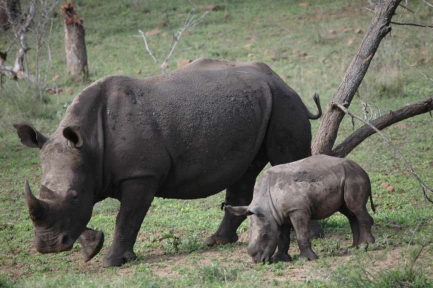 Nashorn mit Jungtier im Hluhluwe Park
