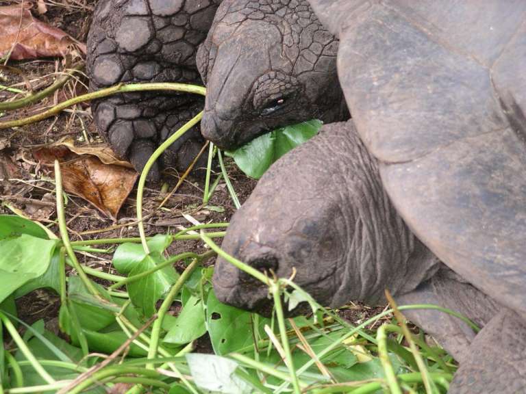 Riesenschildkröte