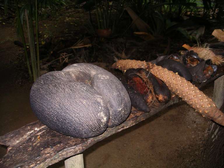 Coco de Mer im Vallée de Mai