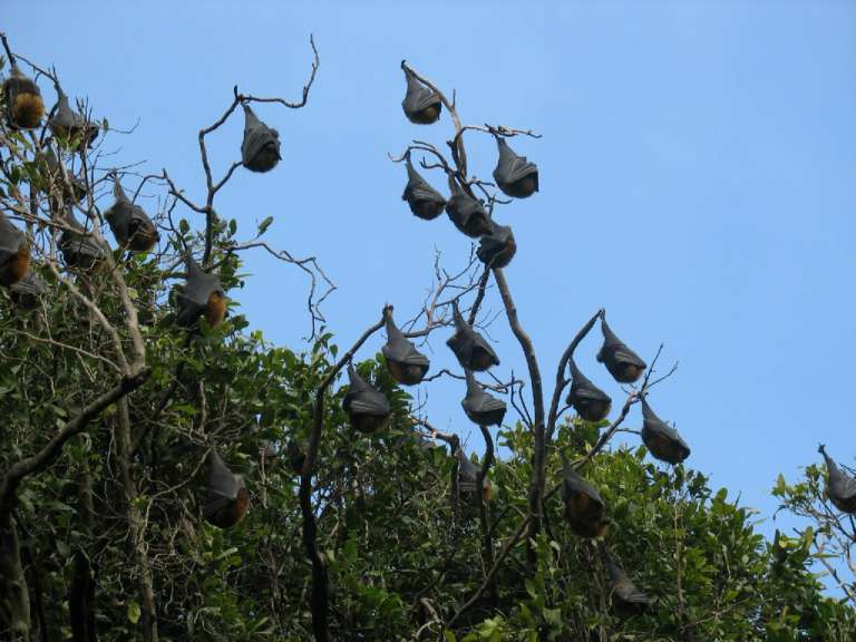 Eine Gruppe von Fledermäusen hängt an einem Baum