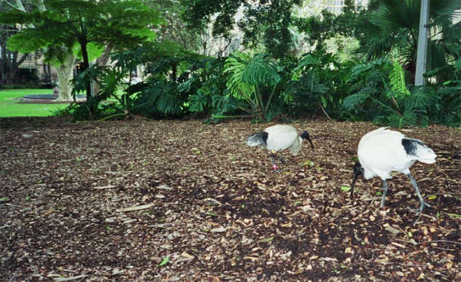 Zwei Vögel stehen auf einem Feld mit Blättern