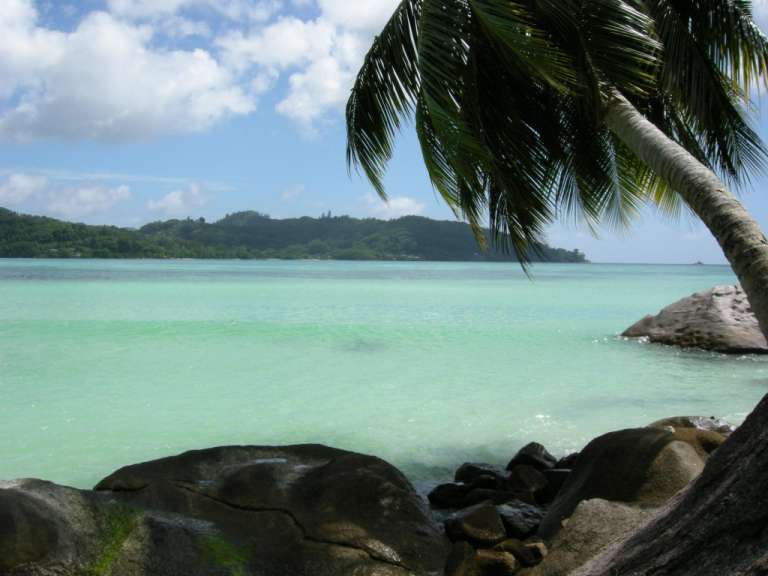 Eine Palme hängt über einem türkisfarbenen Ozean