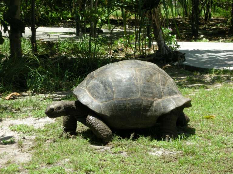 Charly, Cousine Island