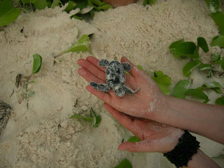 Grüne neugeborene Wasserschildkröte, Cousine Island