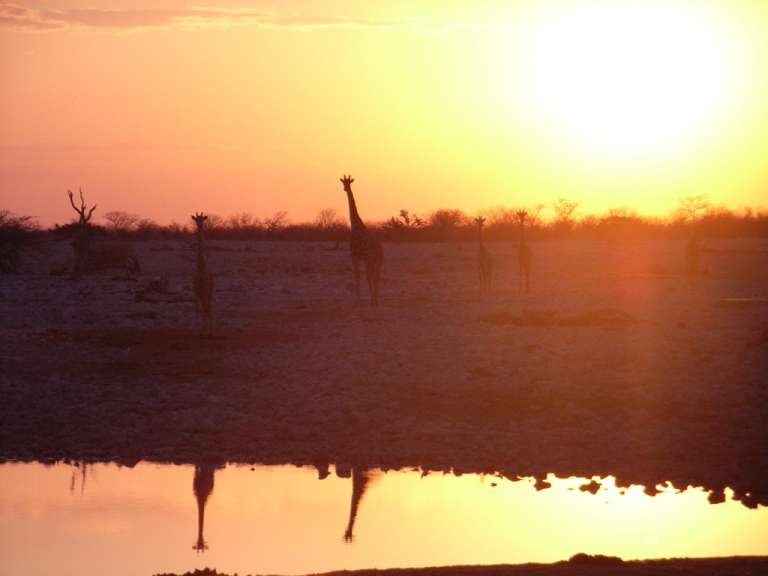 Eine Gruppe von Giraffen steht bei Sonnenuntergang an einem Wasserloch