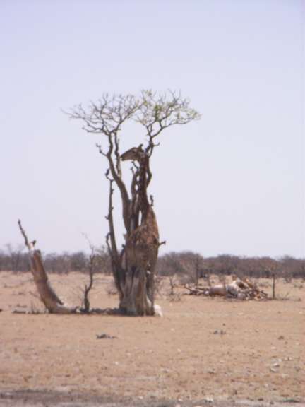 Eine giraffe sitzt auf einem toten baum in der wüste