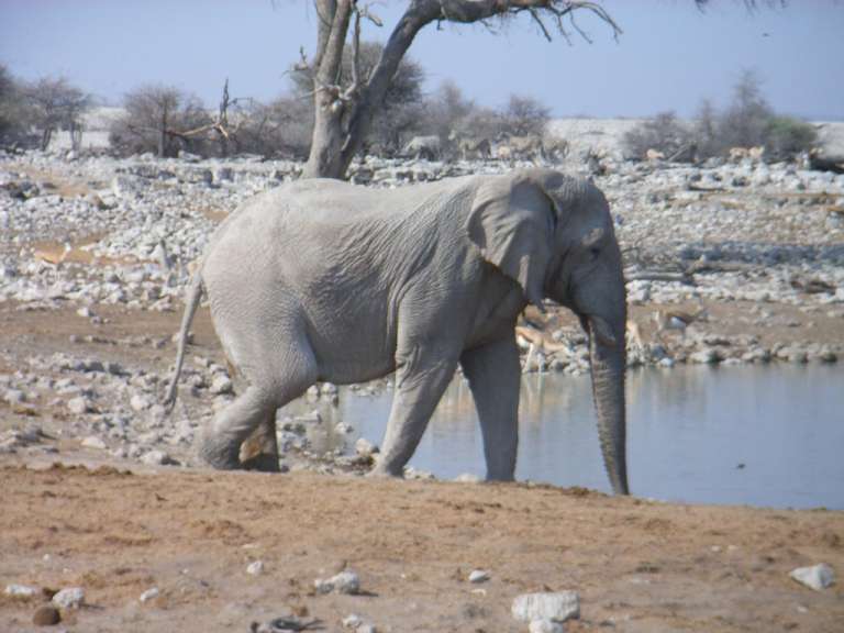 Ein weißer elefant geht neben einem wasserloch