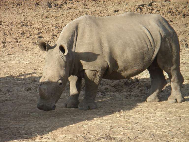 Ein Nashorn steht auf einem Feld und schaut in die Kamera
