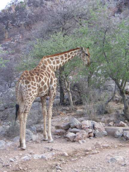 Eine giraffe steht auf einem felsigen feld neben einem baum