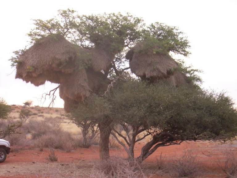 Ein weißes Auto steht neben einem Baum mit vielen Nesten darauf