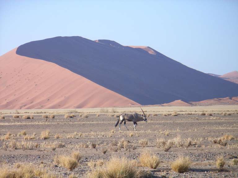 Ein Elefant geht in der Wüste in der Nähe einer Sanddüne
