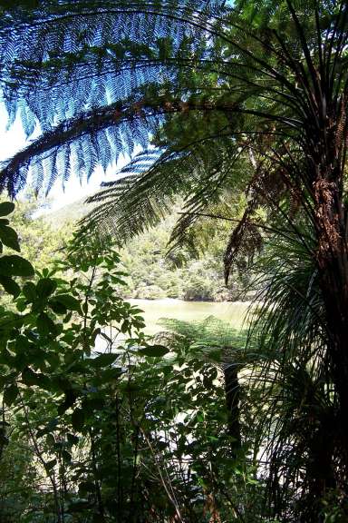 Regenwald im Abel-Tasman-Park