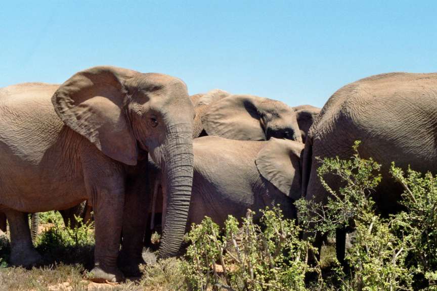 Addo Elephant Park