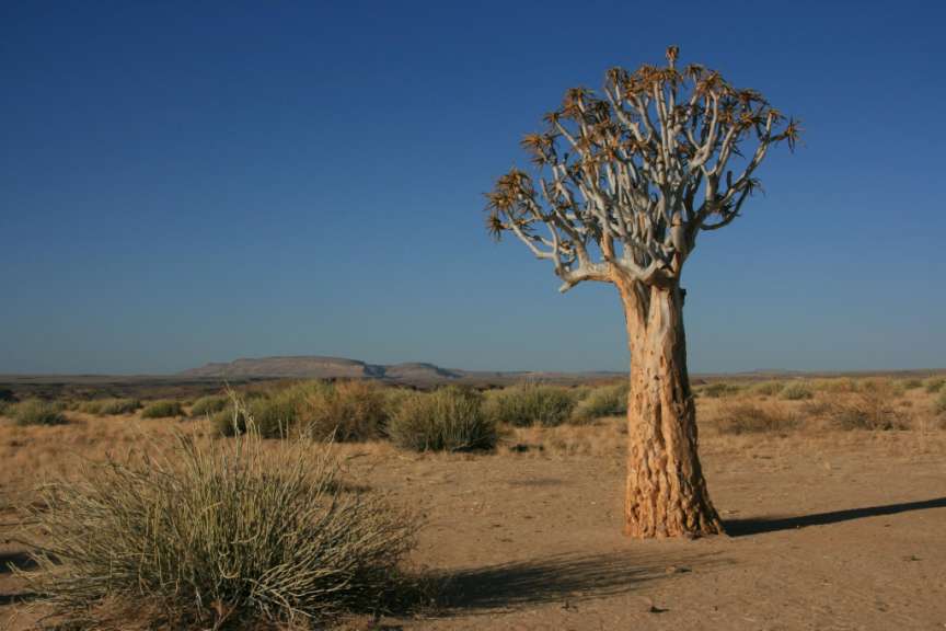 Köcherbaum