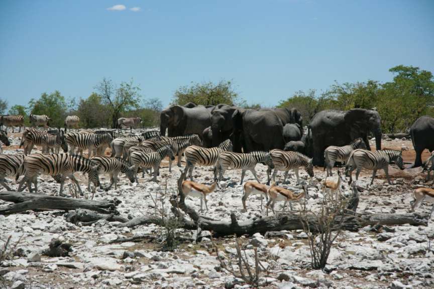 Etosha Pan Kalkheuwel