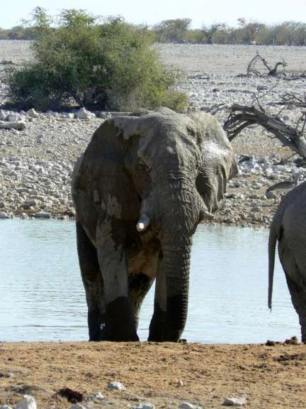 Ein Elefant steht in der Nähe eines Wasserlochs