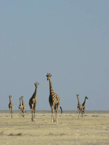 Eine Gruppe von Giraffen, die in einem Feld spazieren gehen