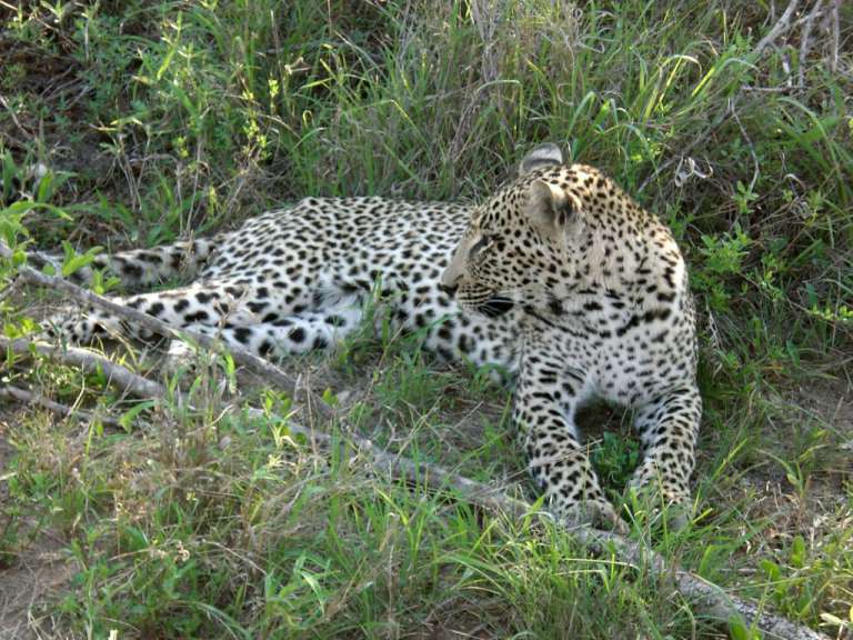 Leopard