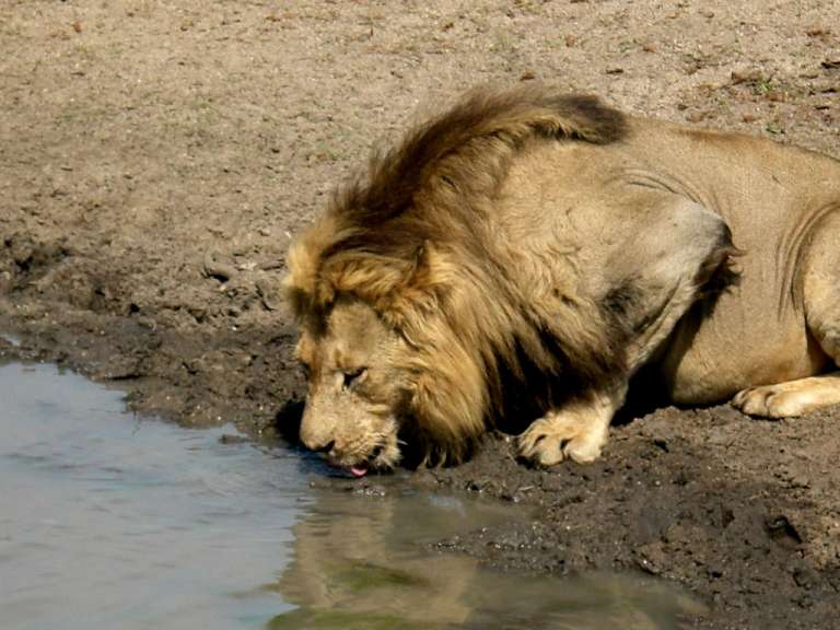 Löwe am Wasserloch