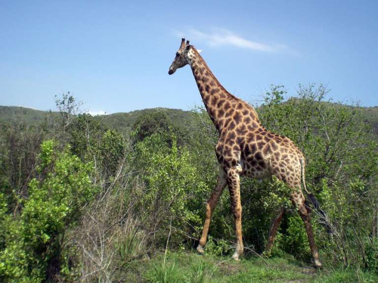 Giraffe im Hluhluwe Park
