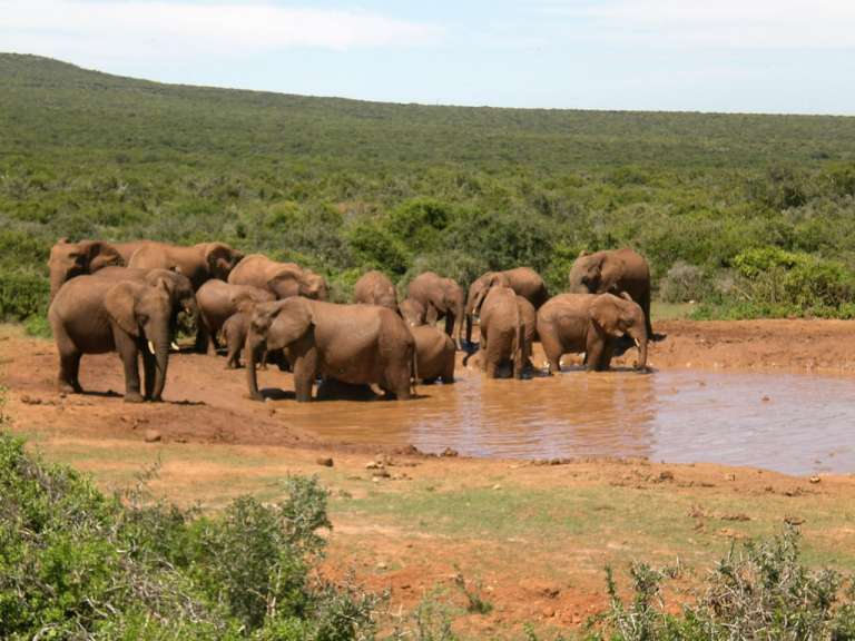Elefantenherde im Addo Elephant Park