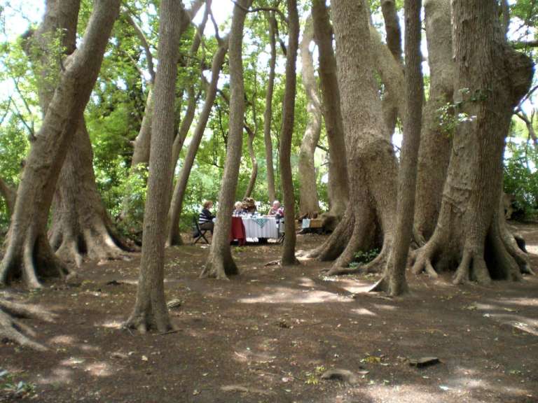Picknick in Vergelegen