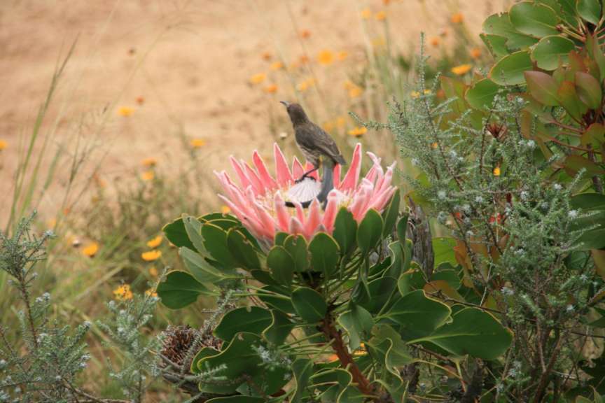 King Protea