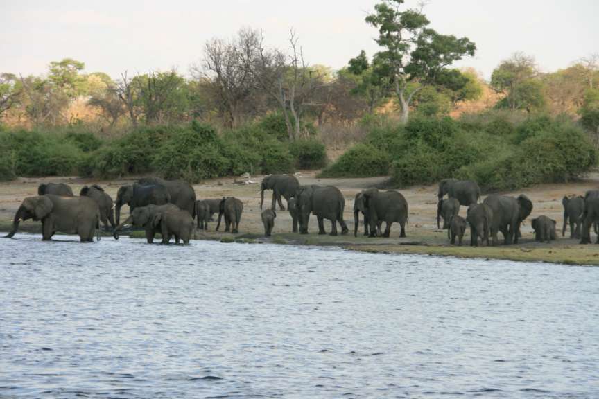 Elefantenherde Chobe NP