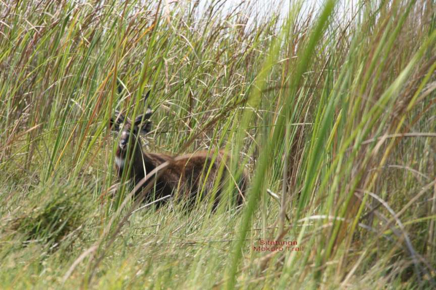 Sitatunga, sehr selten Mokoro