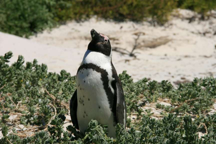 Brillenpinguin, Cape