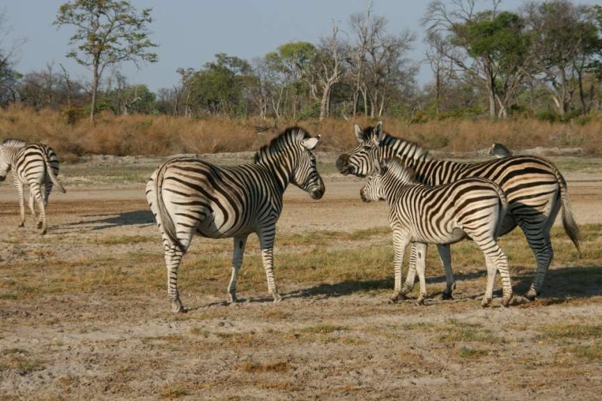 Zebras auf dem Rollfeld
