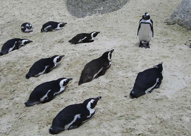 Simons Town, Pinguin Kolonie