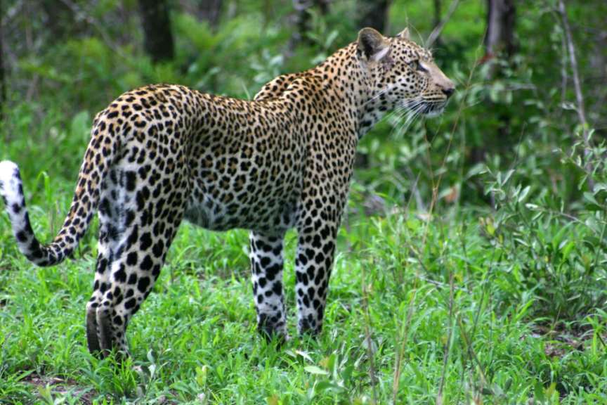 Leopard