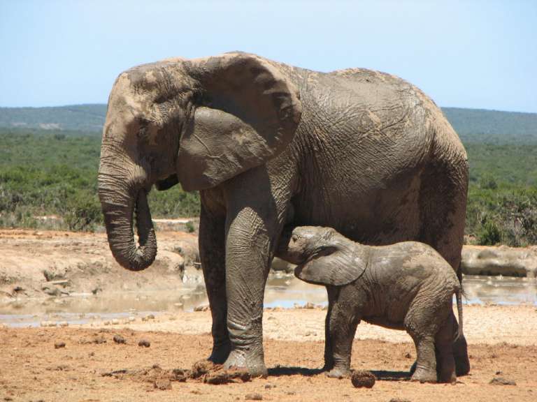 Addo Elephant Park