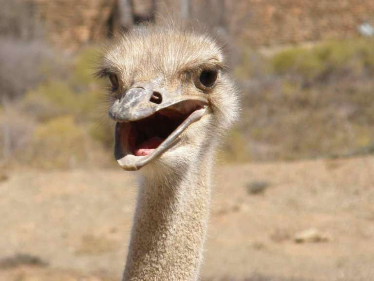 Hallo