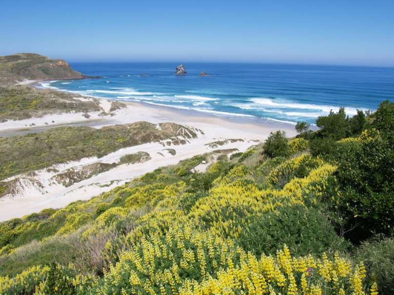 Sandfly Beach auf der Otago Peninsula, Nähe Dunedin
